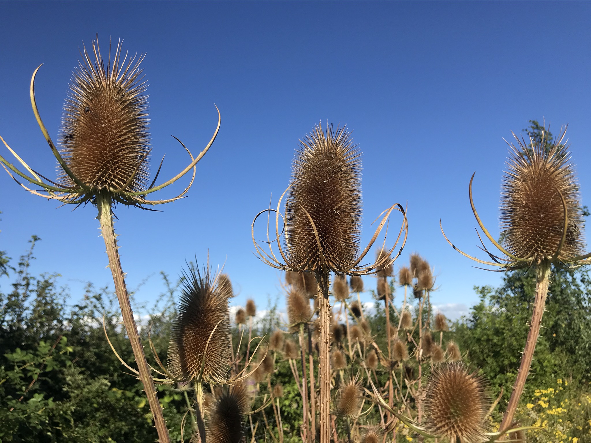 teasels against a blue sky