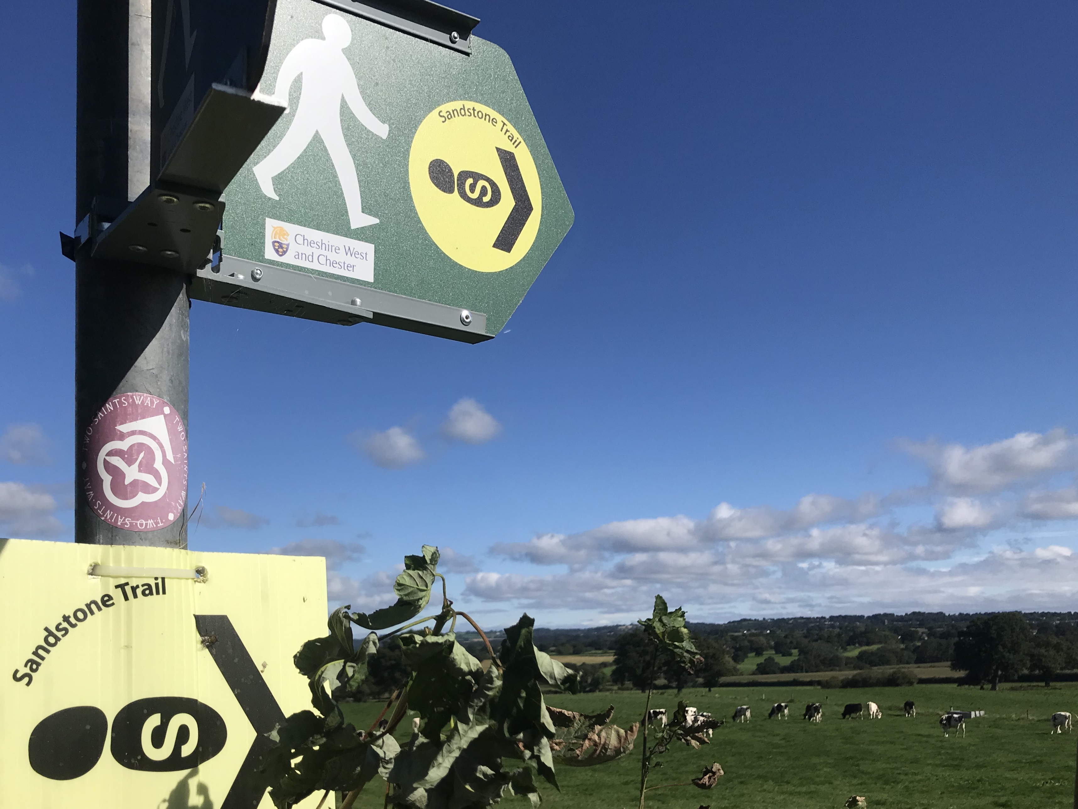 A signpost overlooking a field of cows