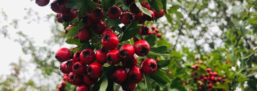 Bright red hawthorn berries