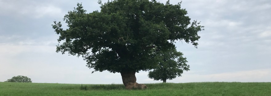 A large solitary tree in a grassy field