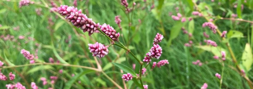 Tiny clusters of pink flowers