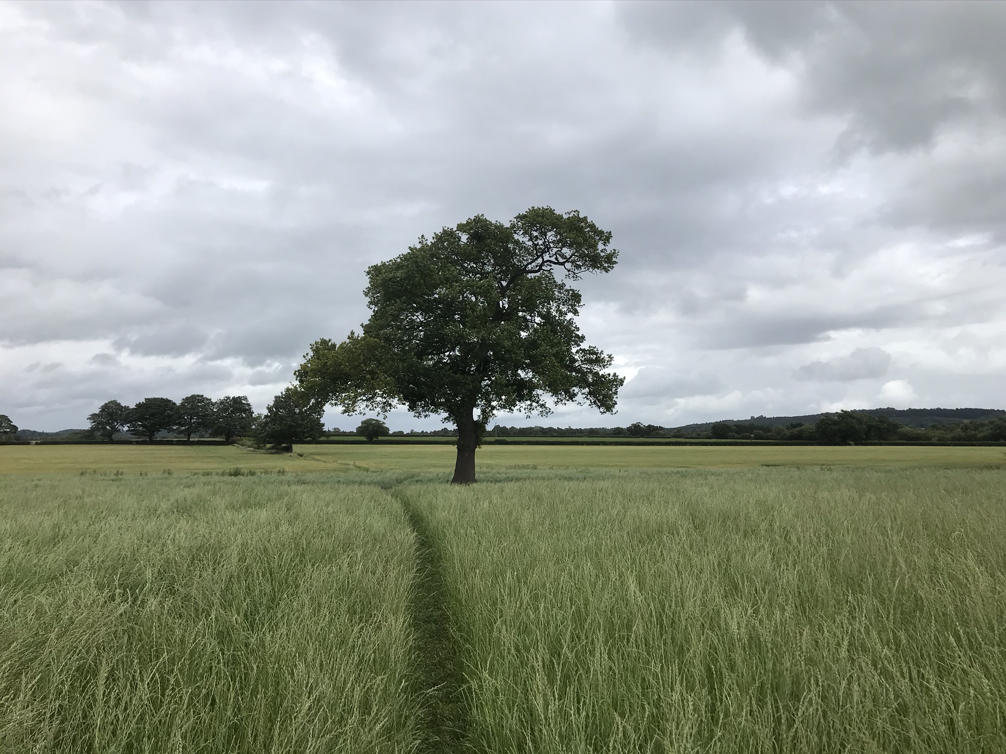 A path through long grass towards a single tree under a grey sky
