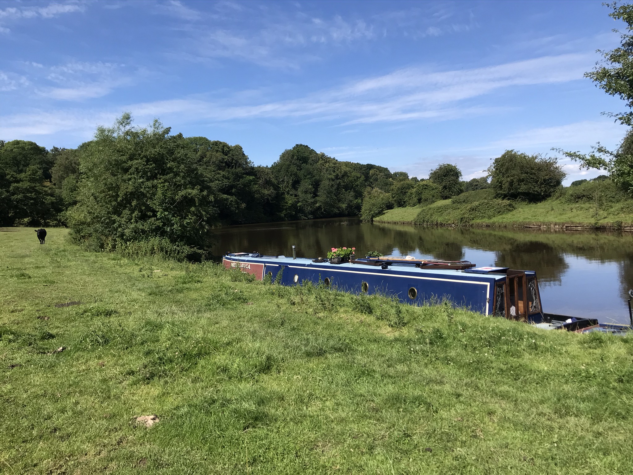 A narrowboat with flowers on the roof moored by a grassy field. The river is wide and smooth.