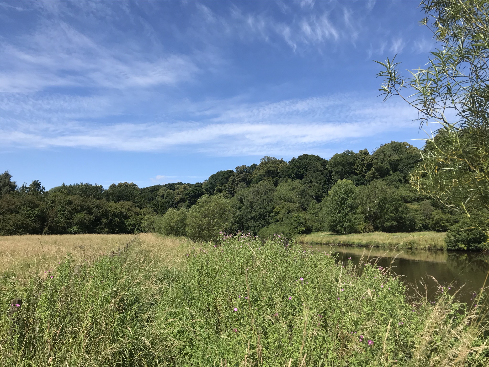 long rough grass river bank. Woodlands on the opposite bank reach the blue sky and wispy clouds