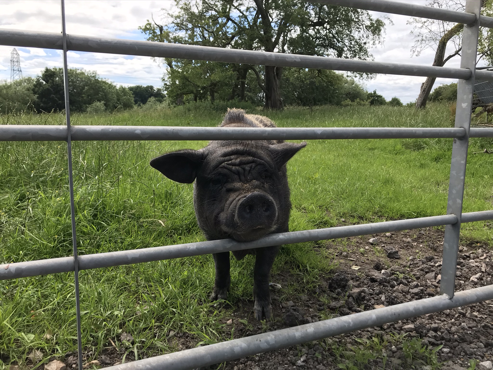 A black pig rests its head on the metal bar of a gate in a grassy field