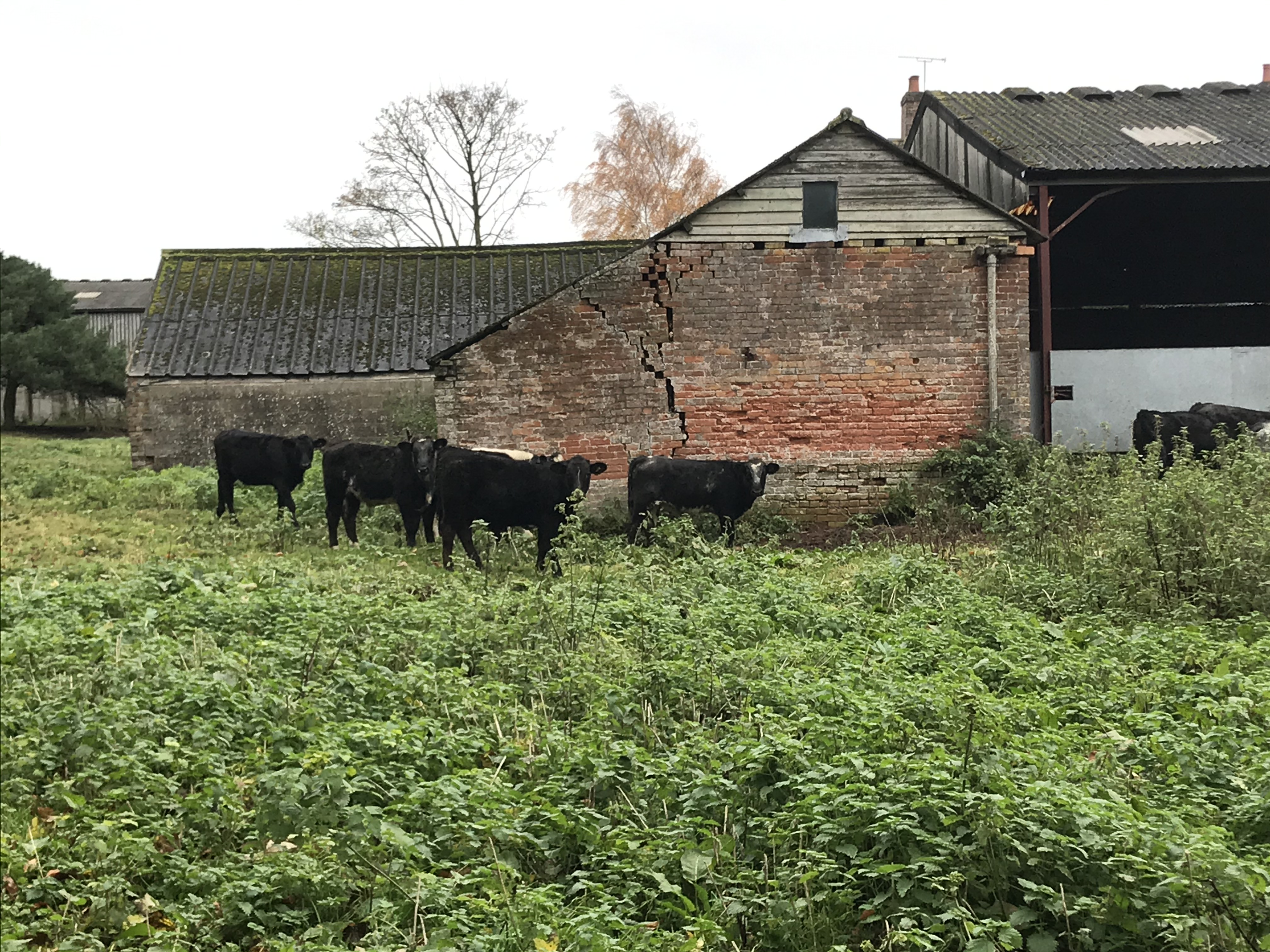 Black cows look at the camera while standing next to a red brick barn with a large crack in the wall. The sky is overcast and the field is full of lush green plants.