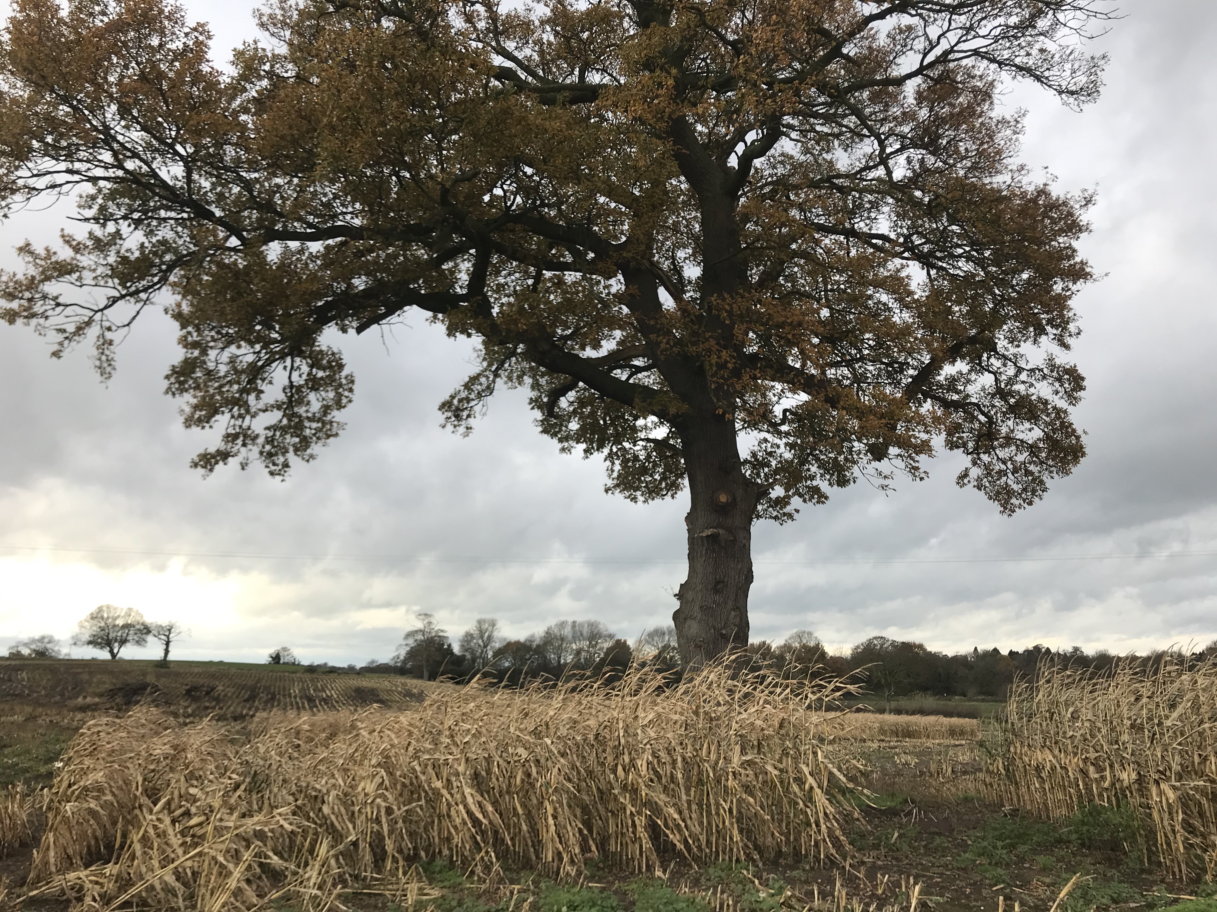 A single oak tree dominates the picture with brown leaves. The tree stands in a partly harvested field of maize, the dry stalks blowing in the wind.