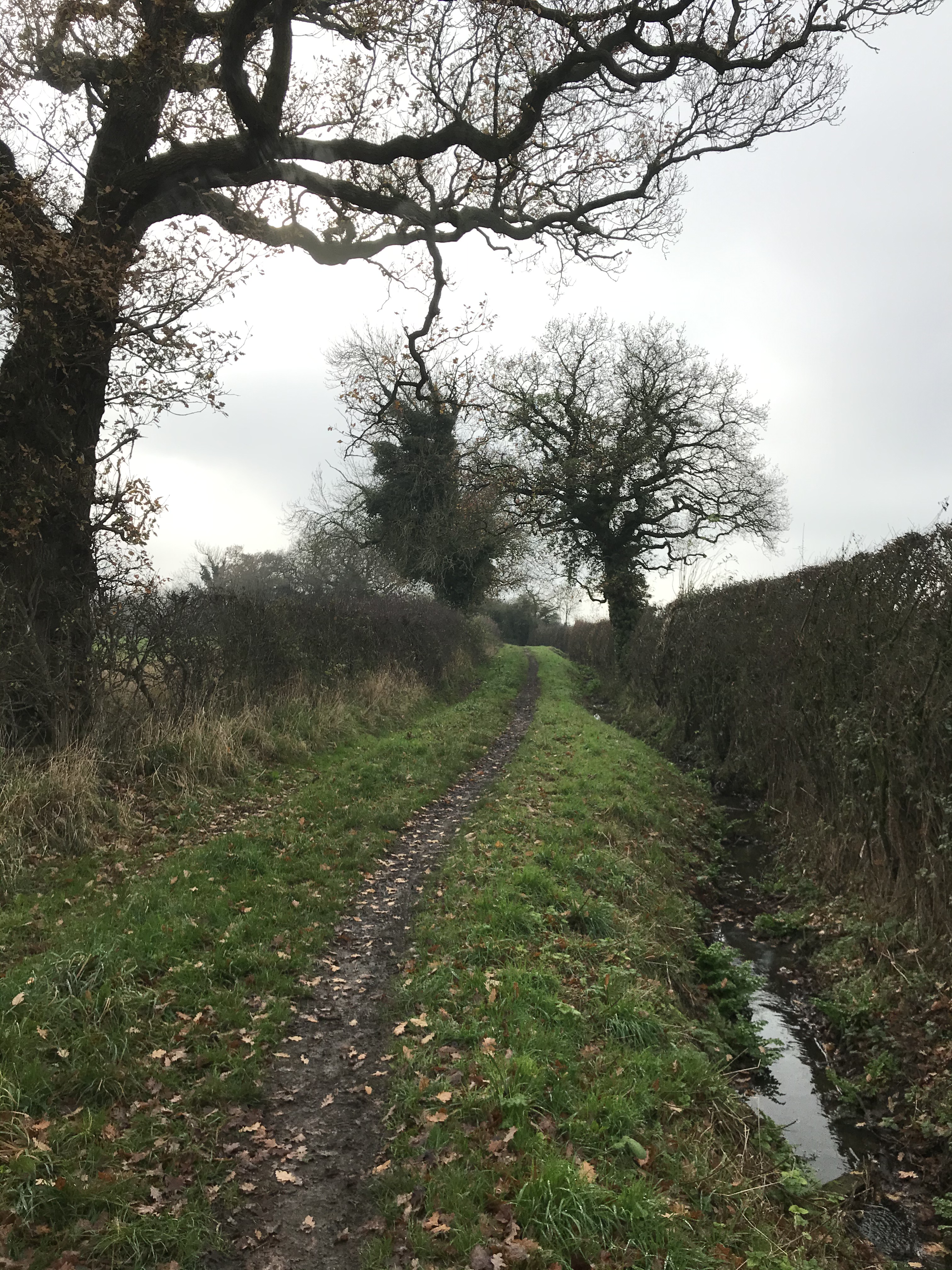 A narrow muddy track with grass and bare hedges either side. There are three large trees bordering the path and a deep drainage ditch to the right.