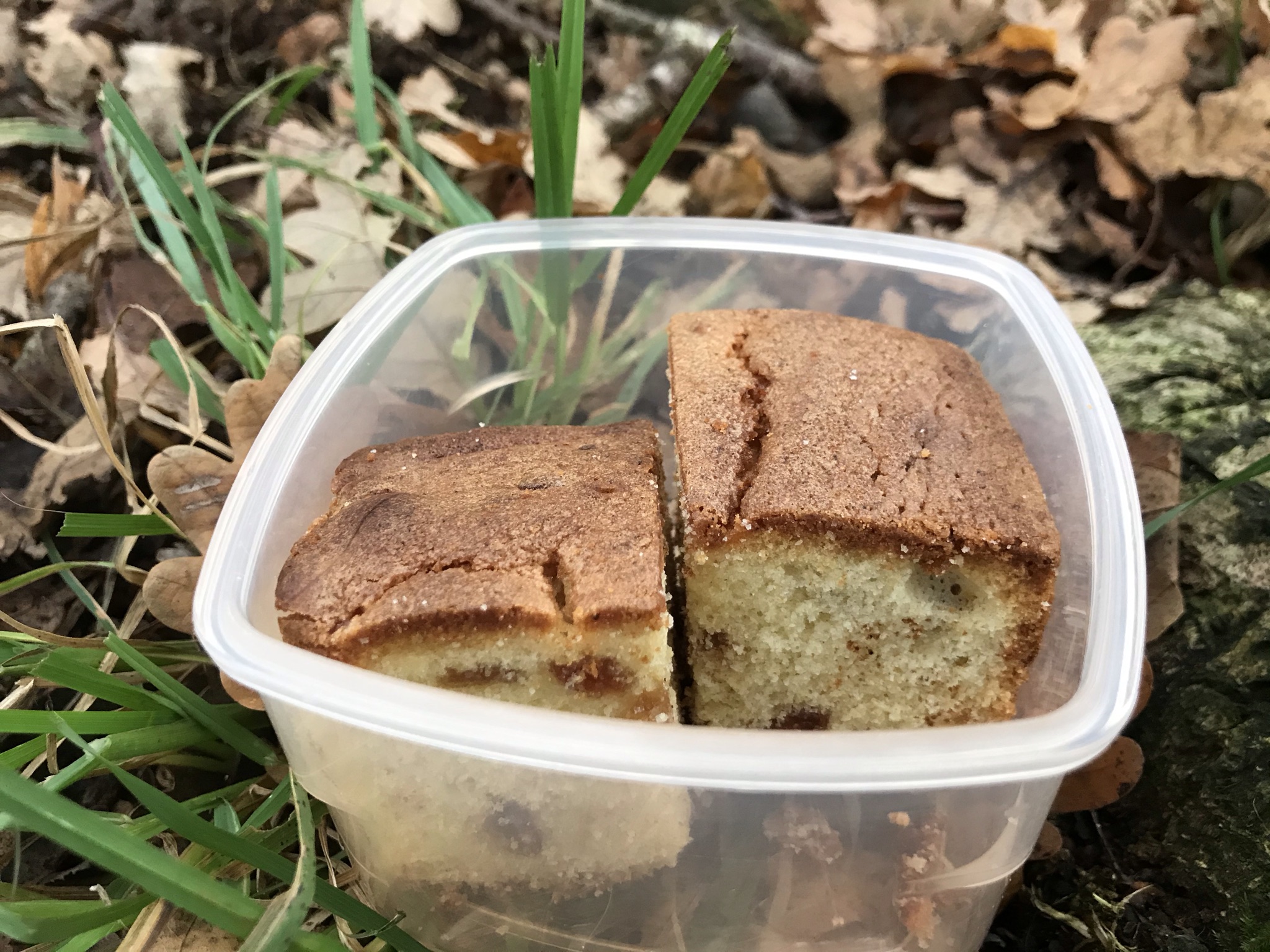 A plastic tub containing two pieces of sponge cake. The tub is on the ground surrounded by dry oak leaves and green grass.