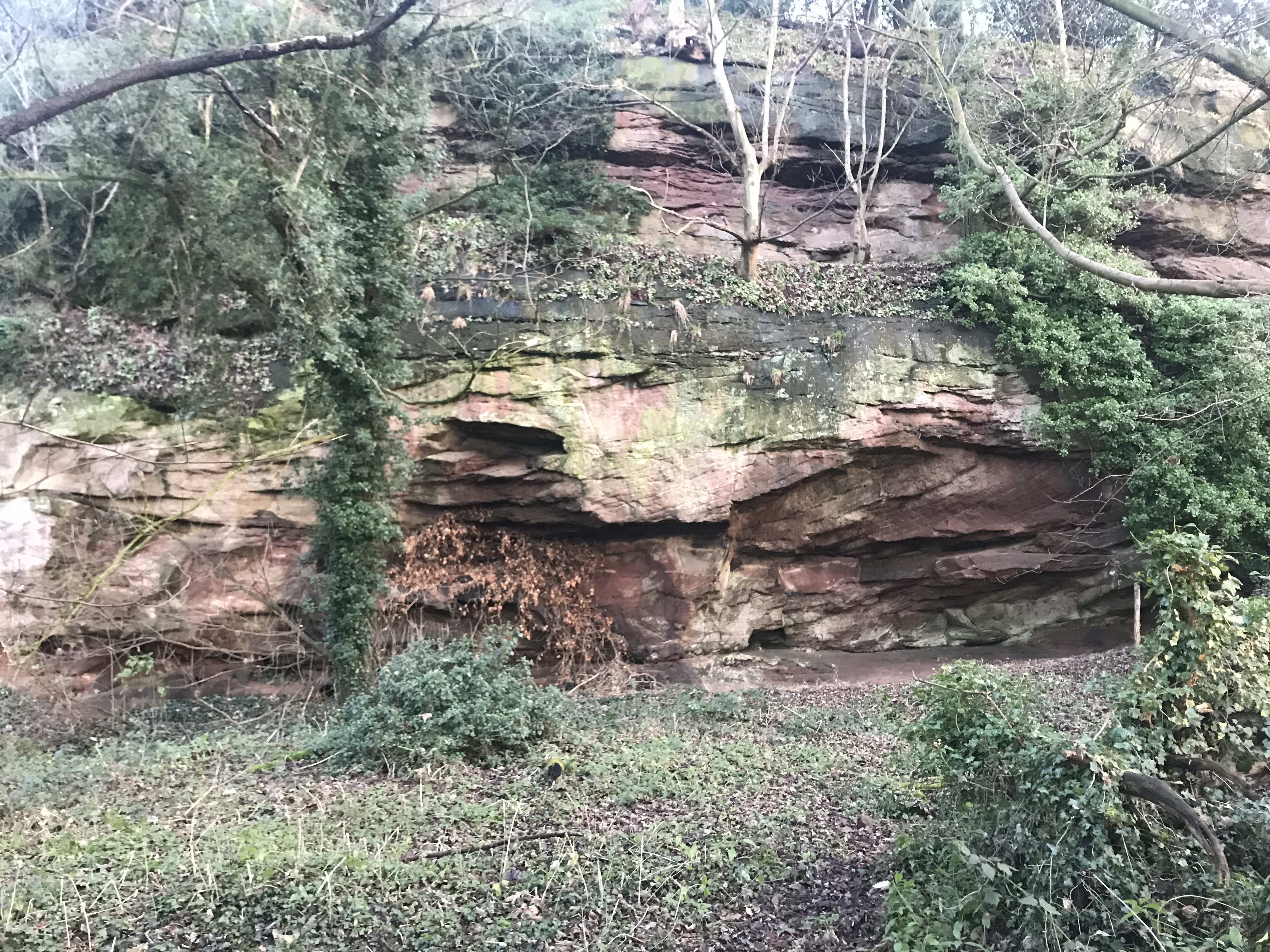 A rough red sandstone rockface heavily overgrown with trees and ivy.