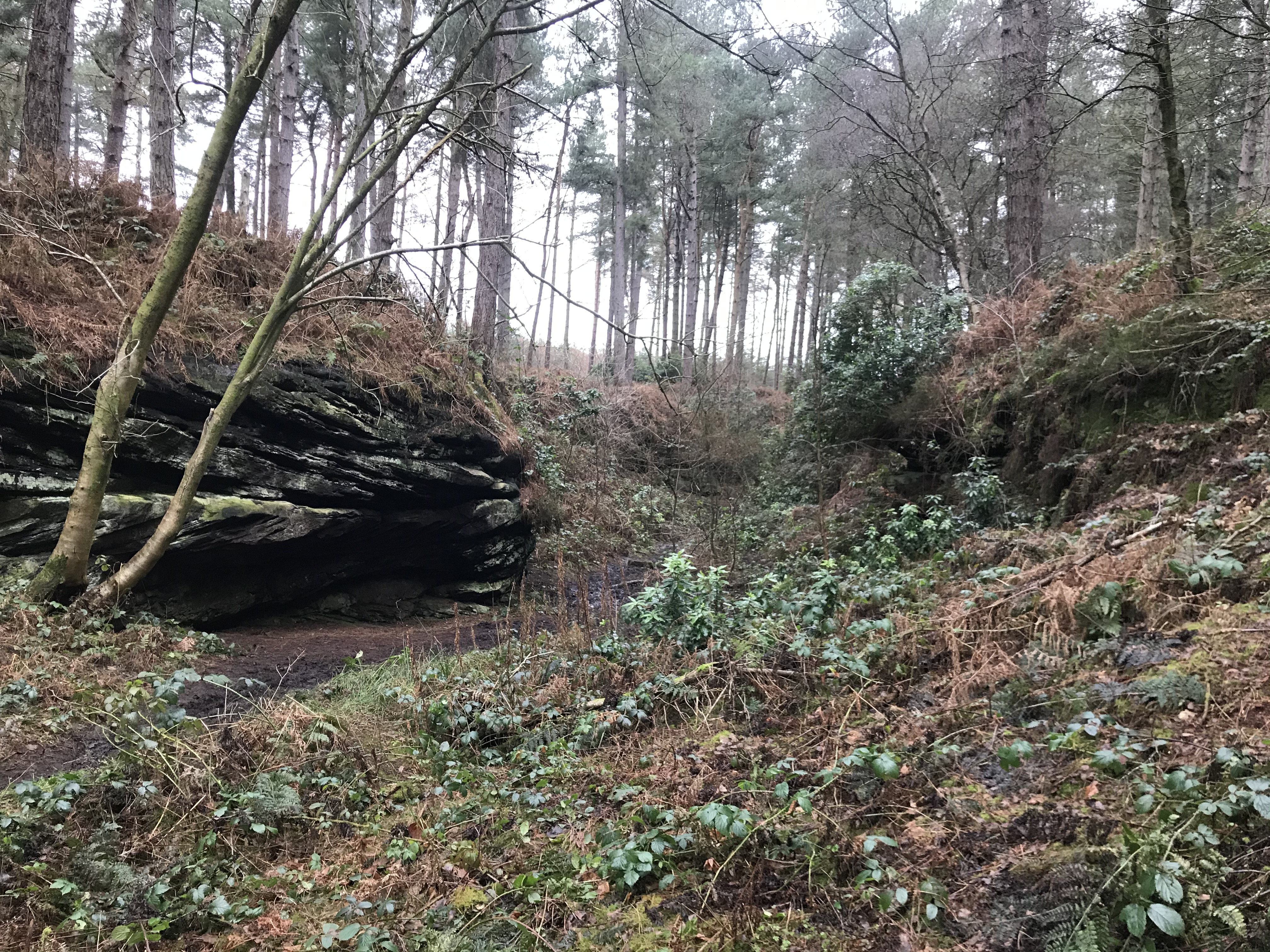 A path between a low sandstone gorge. In the background there are tall pine trees