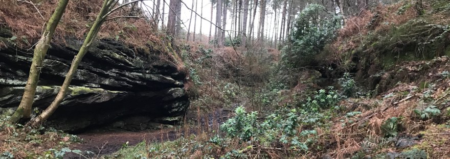 A path between a low sandstone gorge. In the background there are tall pine trees