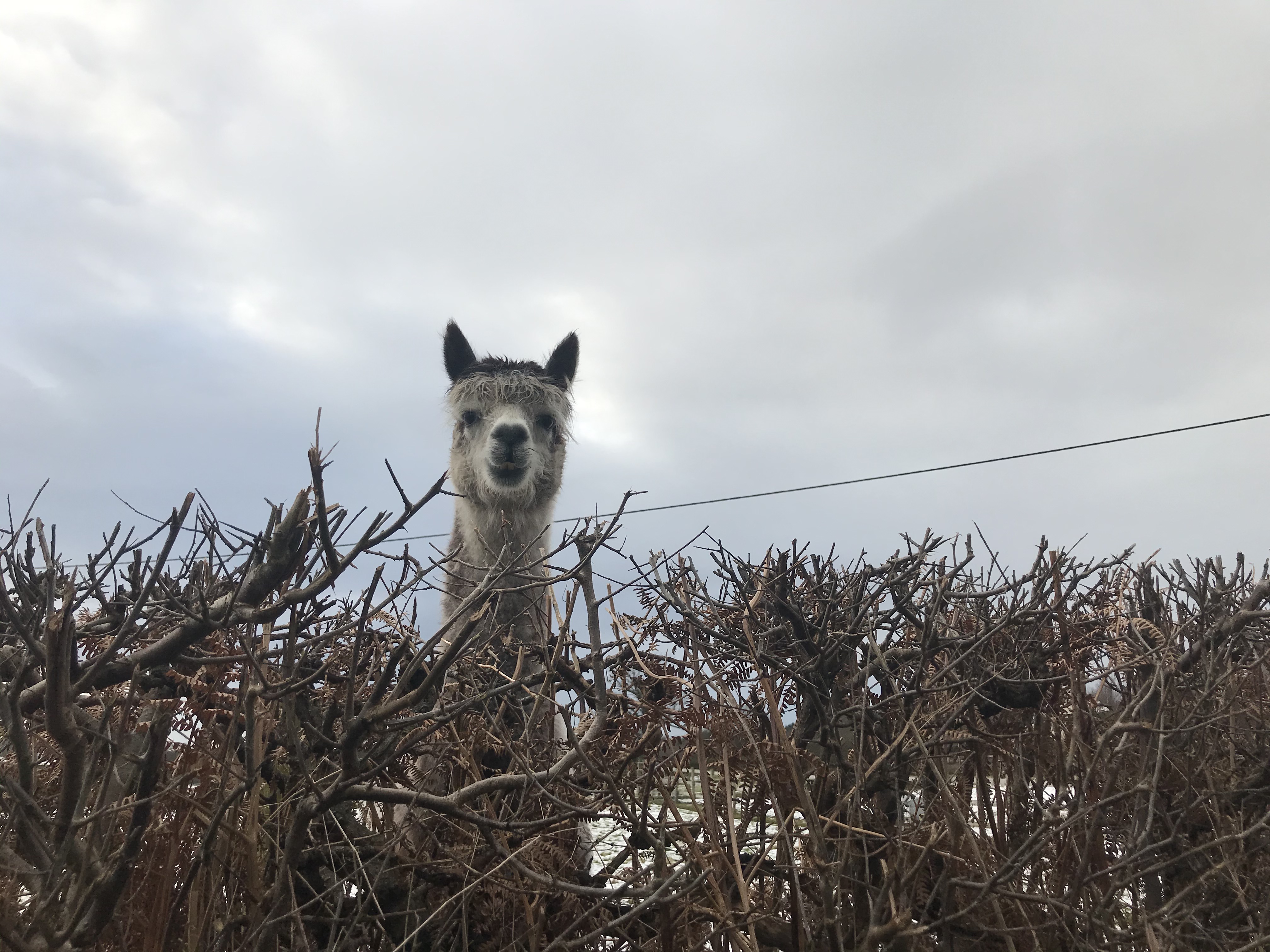 A Llama looks over a bare hedge. The sky is grey and cloudy.