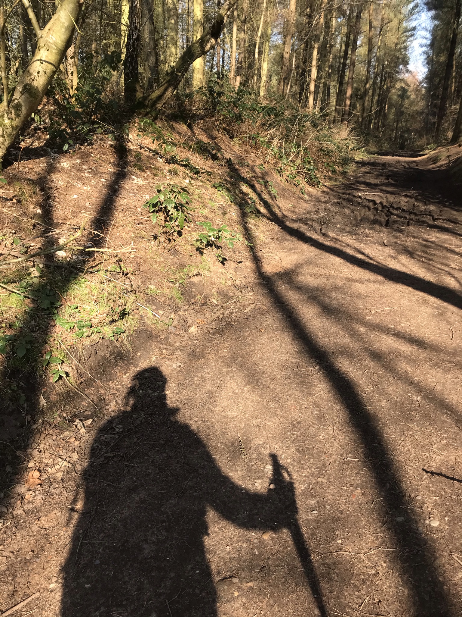 The shadow of a person with a walking pole against a dirt track between tall straight trees