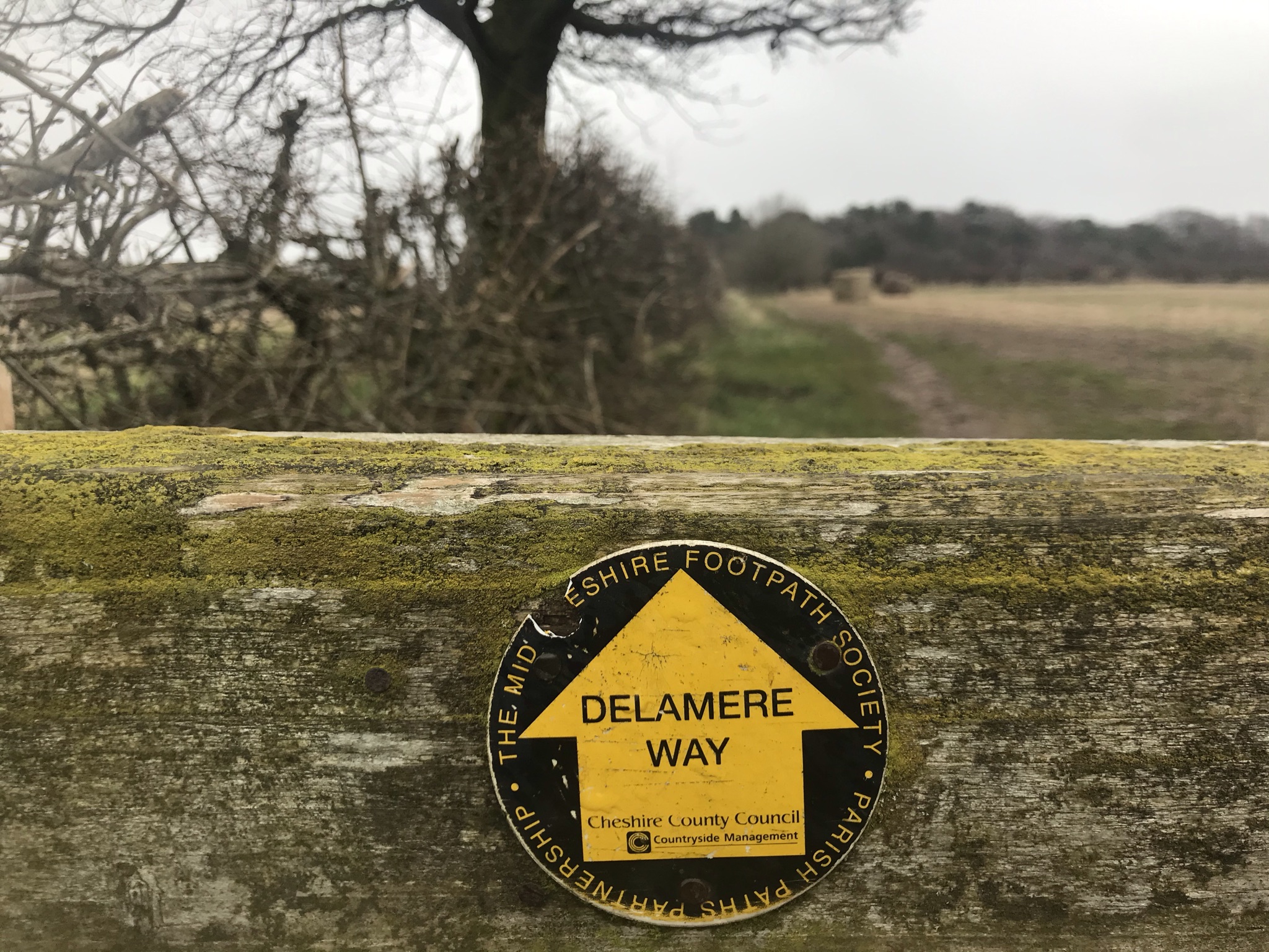 A tatty Delamere Way waymarker on lichen covered wood. The background is out of focus bare hedge and field