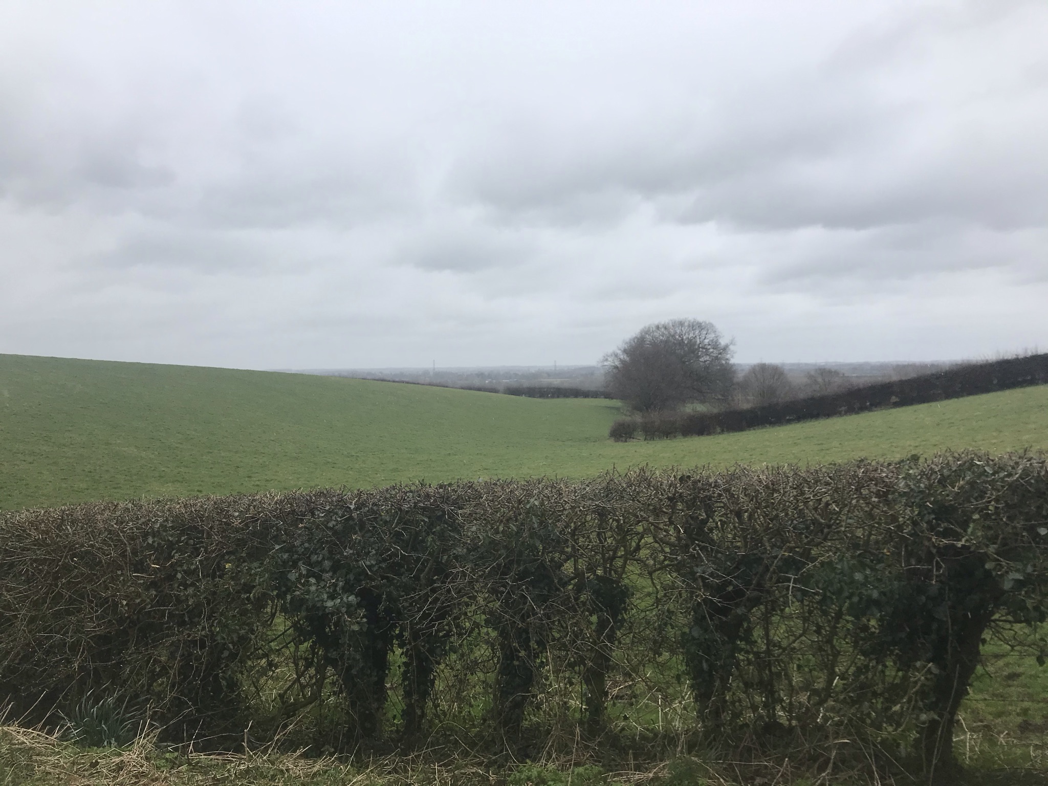 Green rolling field with bare hedges and trees, the sky is cloudy and grey
