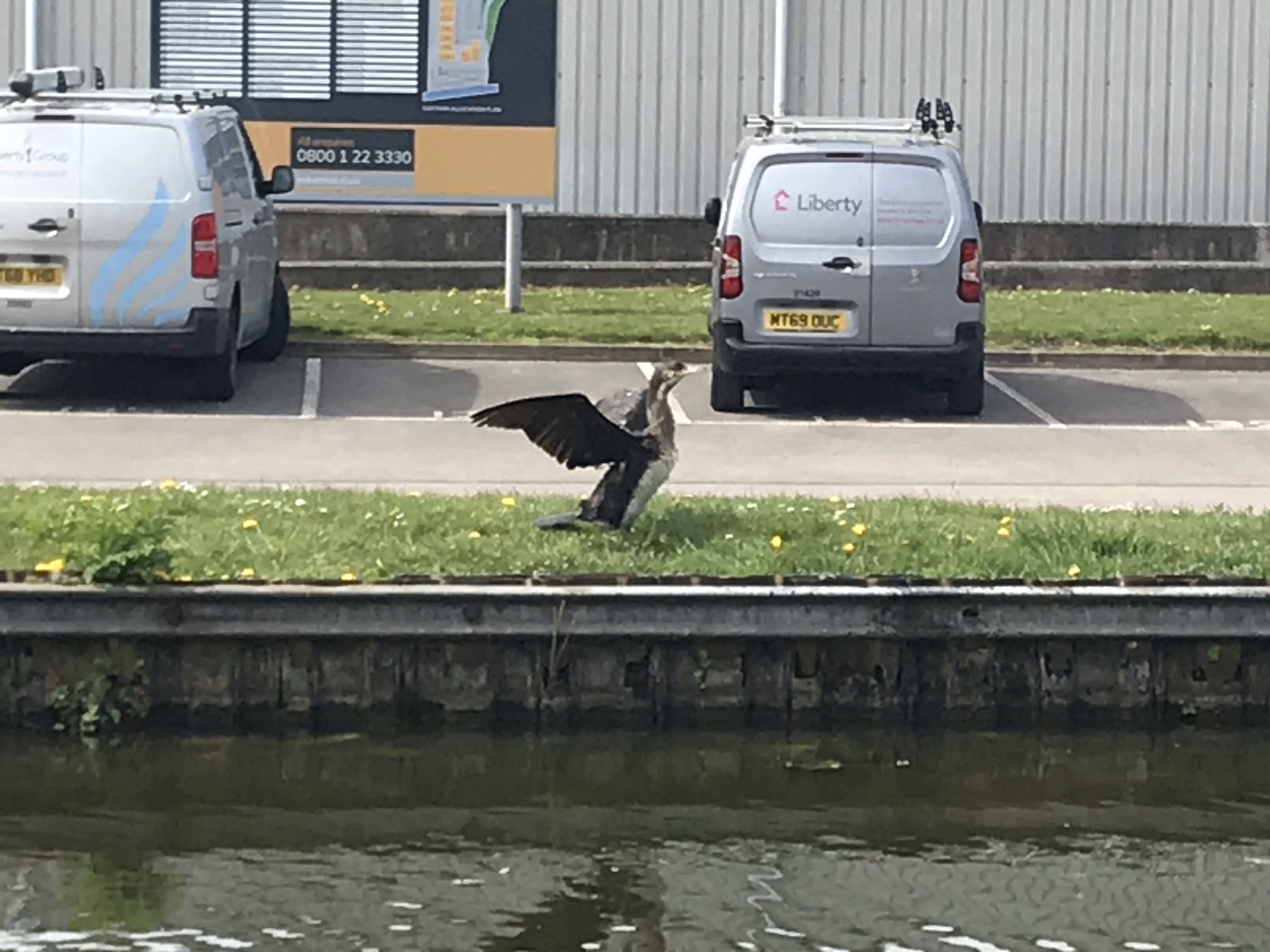 A Cormorant dries its wings on the canal side. In the background are two work vans.
