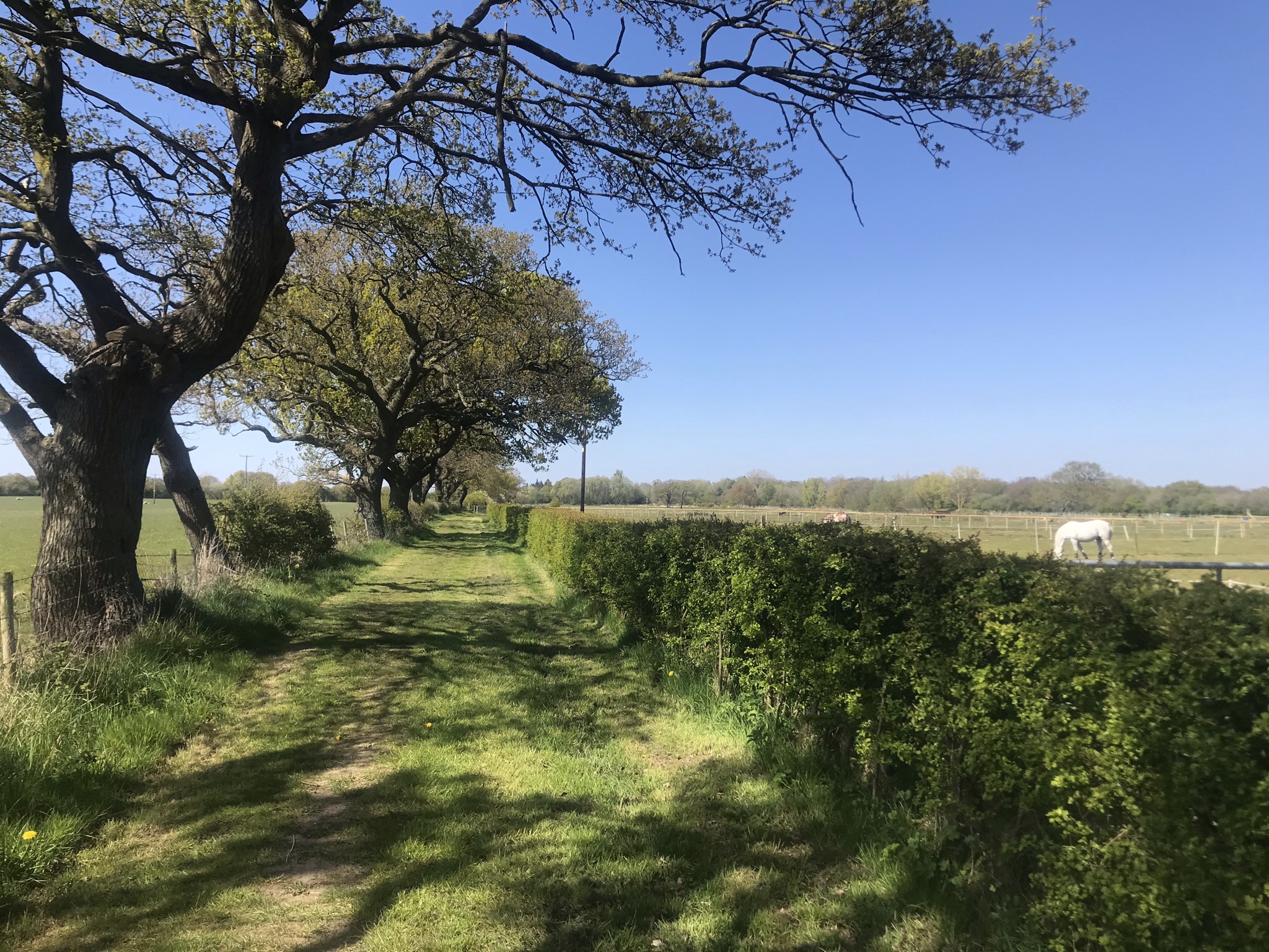A wide grass path with a line of oak trees on the left and a field with a grey horse grazing on the right.