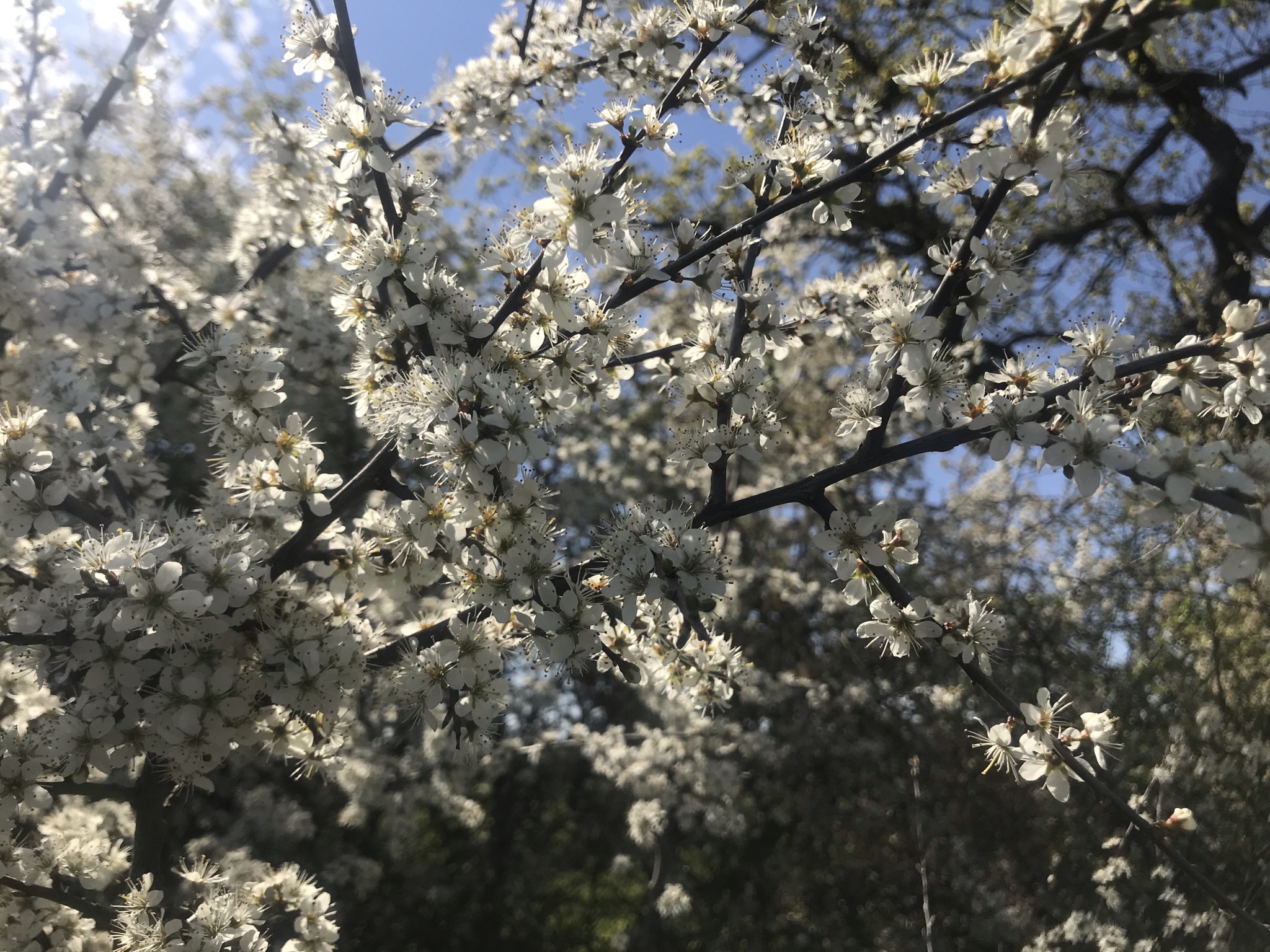 White blossom covers branches with blue sky in the background