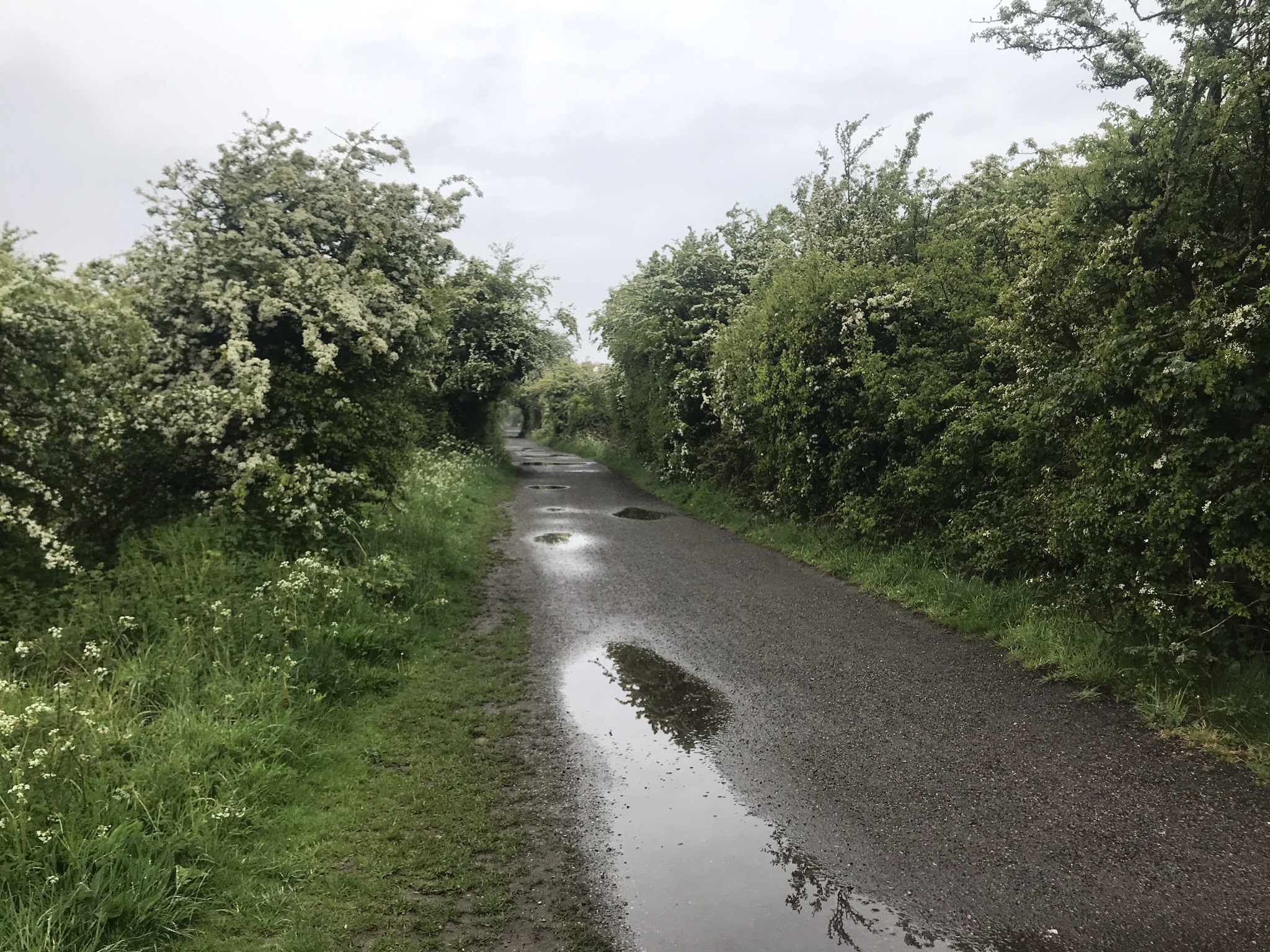 A wide path with puddles stretches off into the distance between blossom covered trees