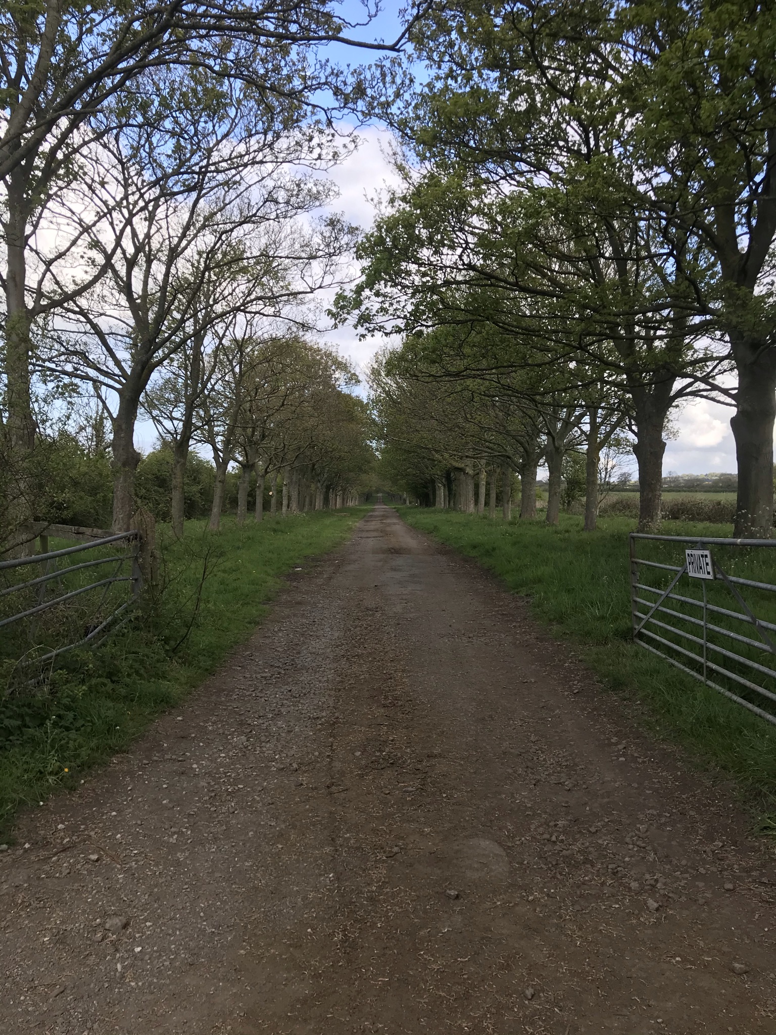 A tree lined dirt road with scruffy metal gates.