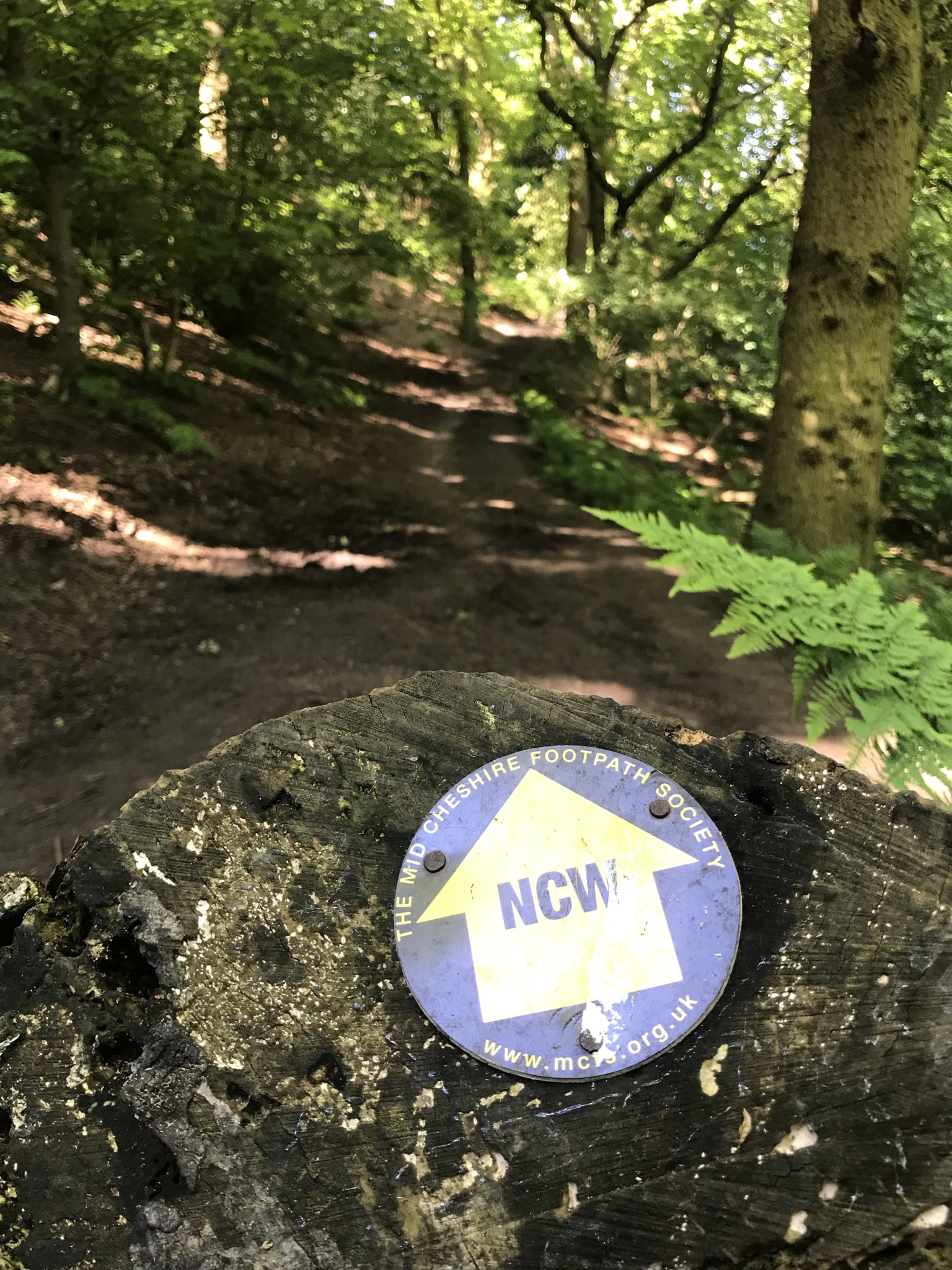 A waymark with NCW on a rock points along a wide sandy path in the trees