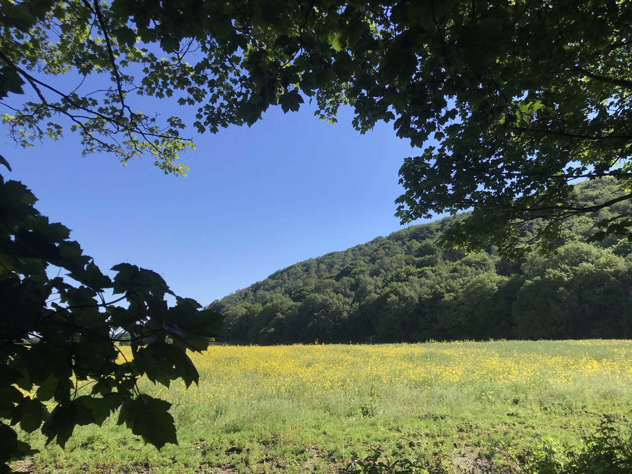 A wooded hill in full sun viewed through a gap in some trees