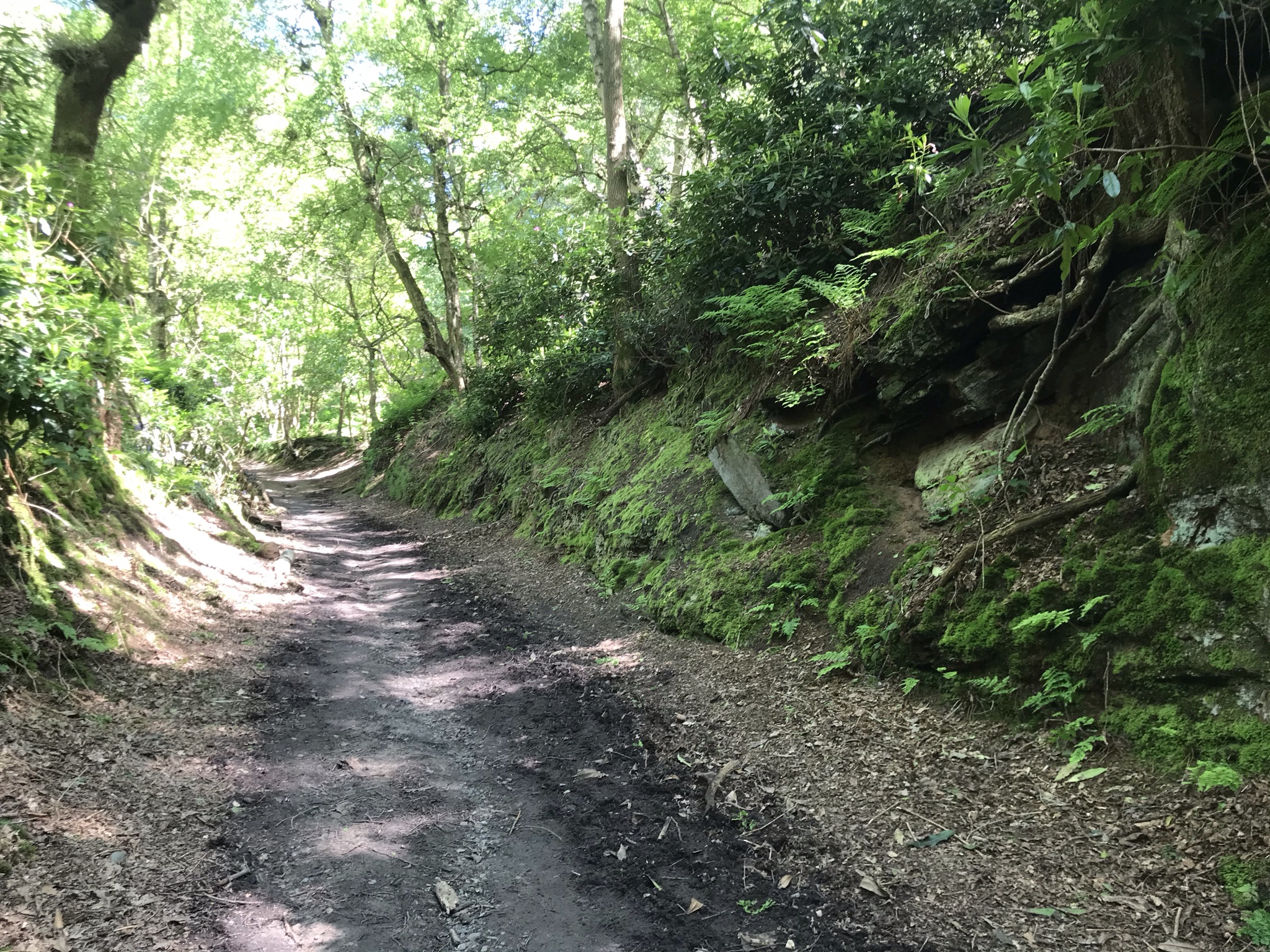 A sandy path with steep banks covered in ferns with tall trees either side