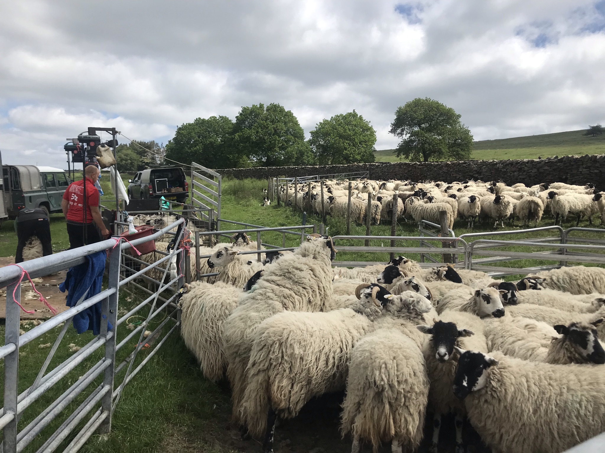 Sheep with long shaggy coats wait in pens to be sheared. Two men are shearing the sheep.