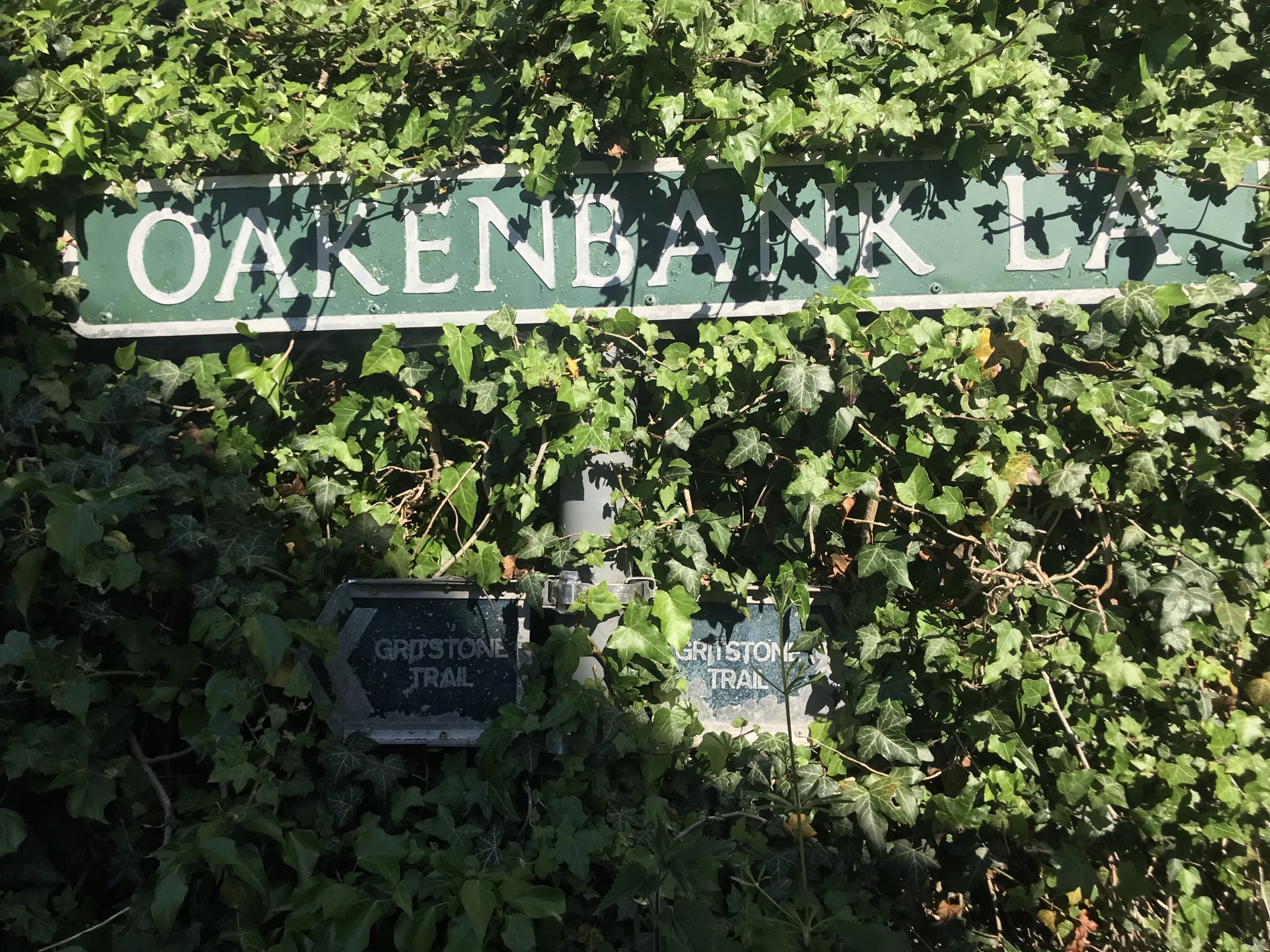 Old work metal signs for the gritstone trail are half hidden in ivy. A shadow is cast across the ivy.