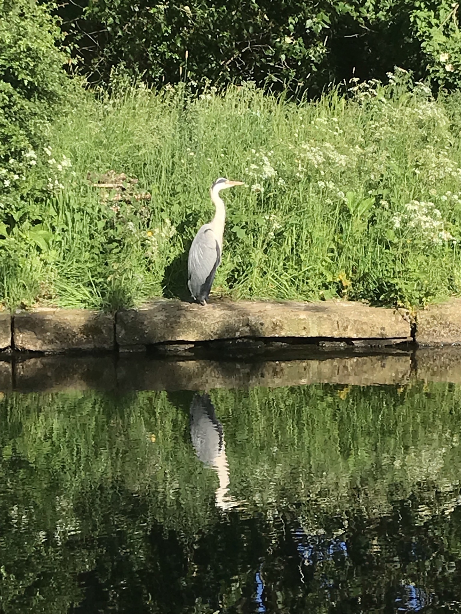 A grey heron stands in profile on the stone bank of the canal. Behind it the grass is long and the scene is reflected in the still water.