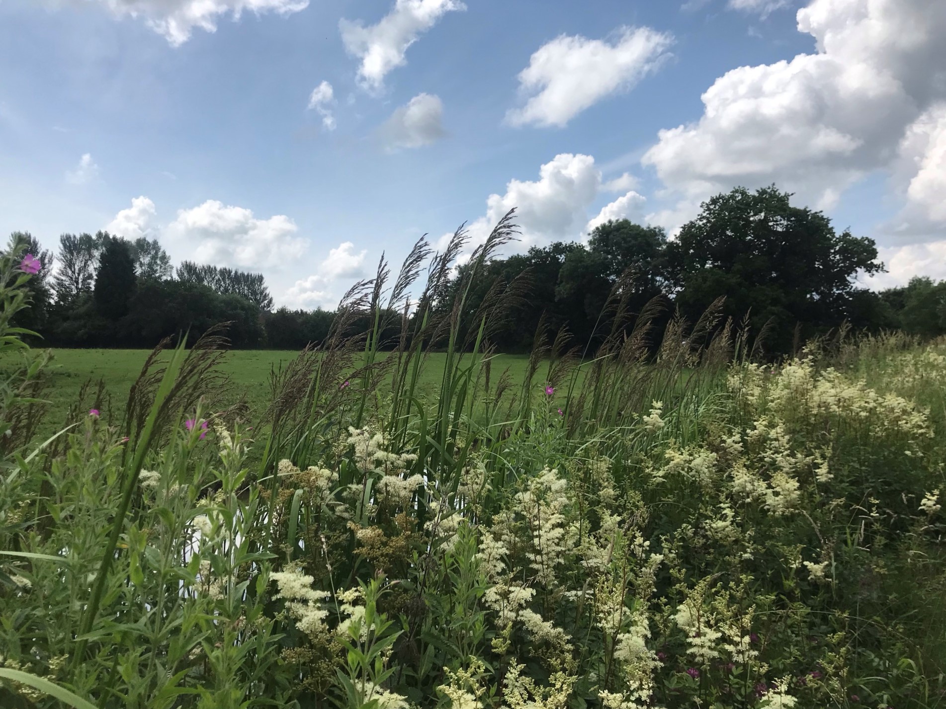 fluffy clouds in a blue sky over white and pink flowers. The canal can just be seen through them.