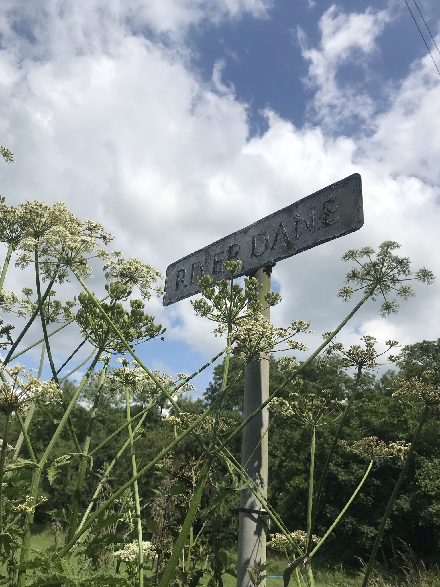 White and green flowers around a faded sign for the River Dane