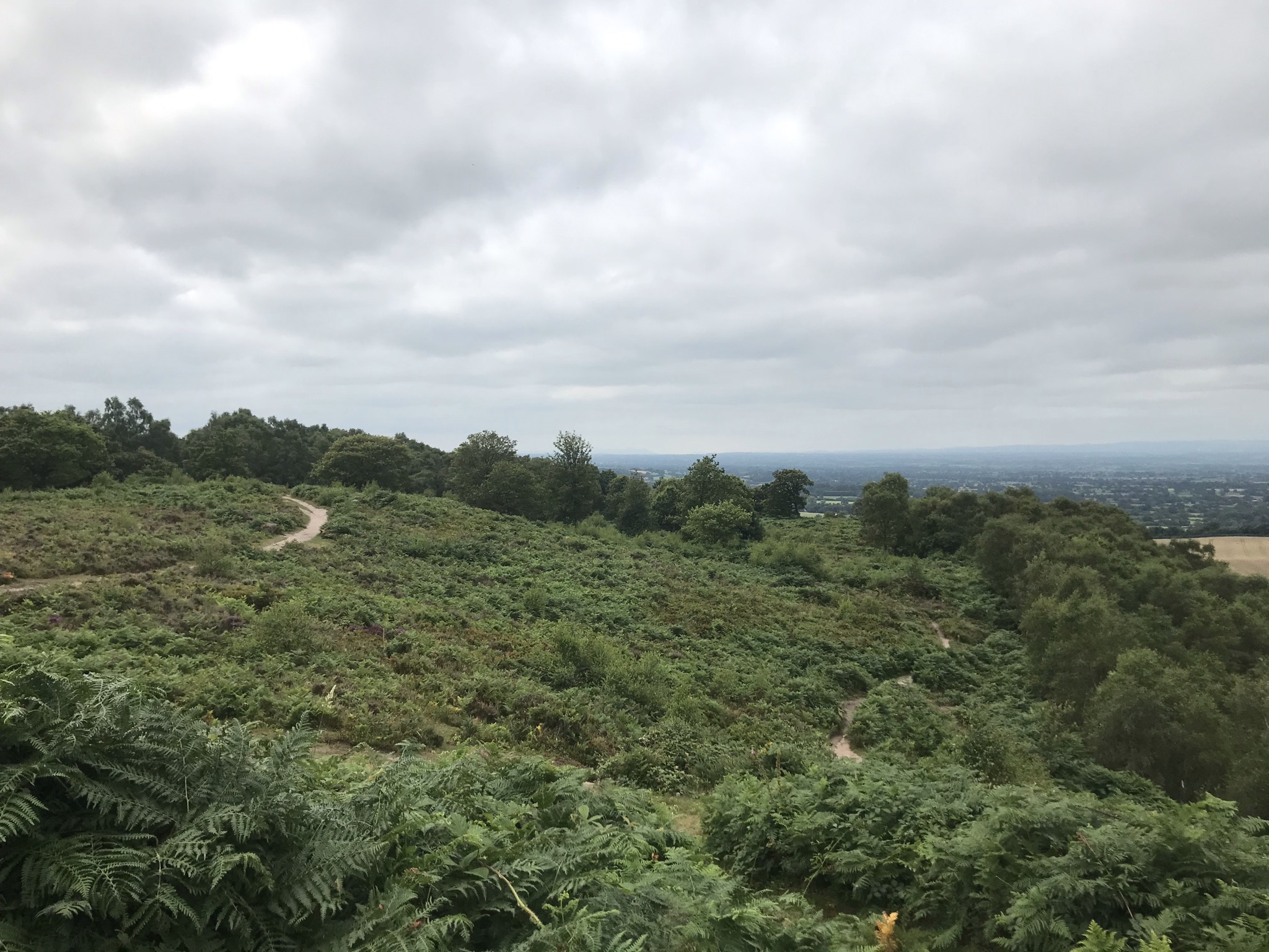 Heathland under overcast skies