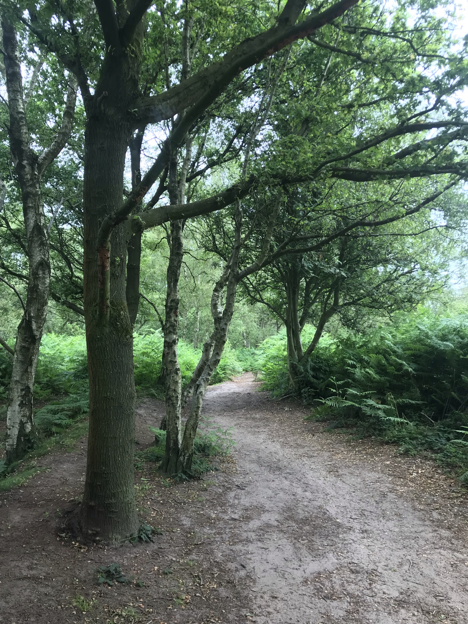 a sandy path through trees and bracken