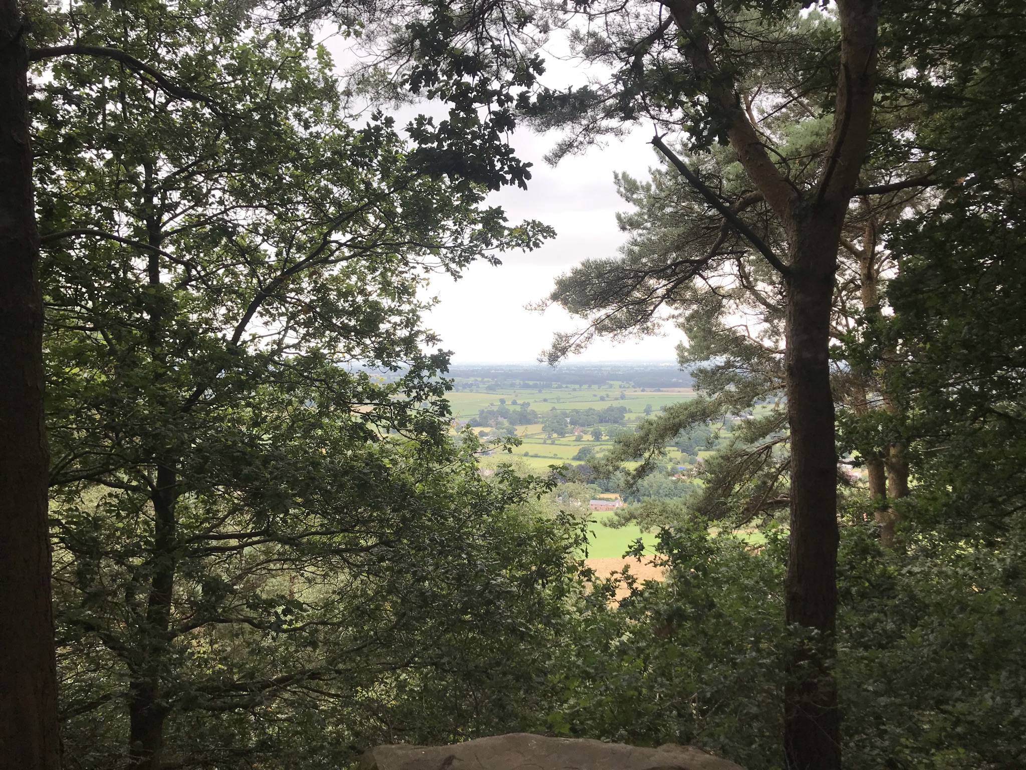 A hazy view through trees over a distance fields