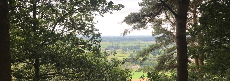 A hazy view through trees over a distance fields