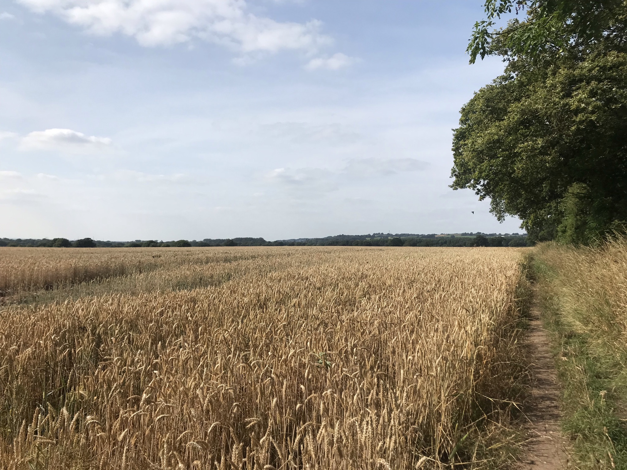 A long view over a field of ripening wheat. A narrow footpath runs along side it