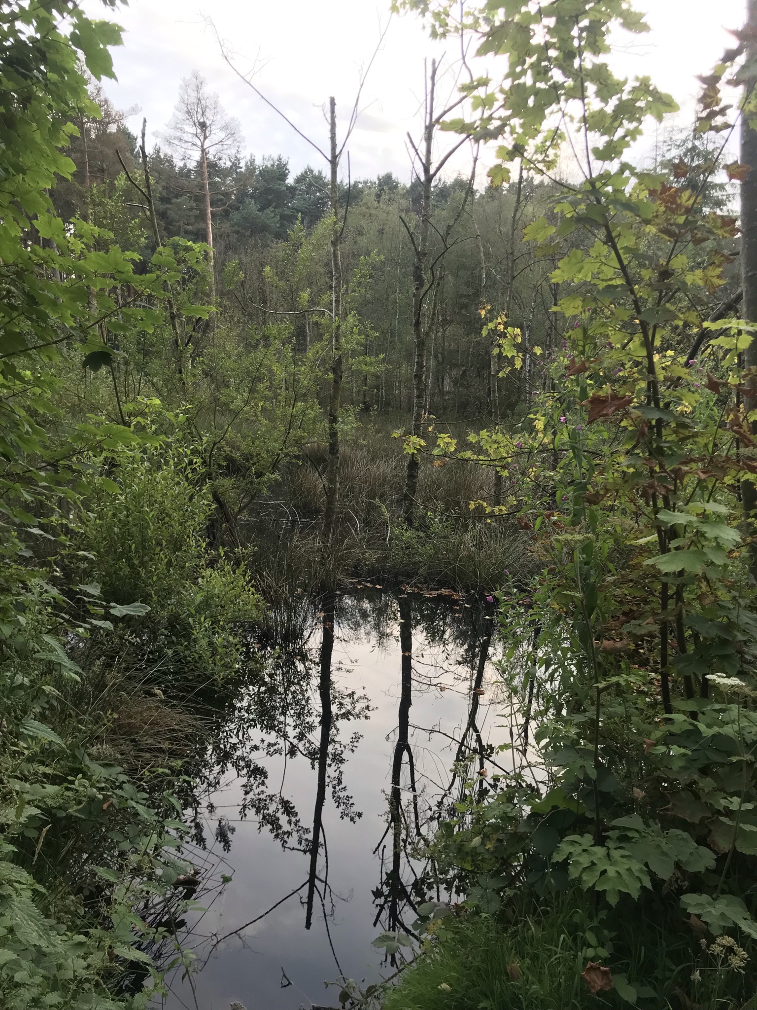 Reflection of dead trees in a marshy pool