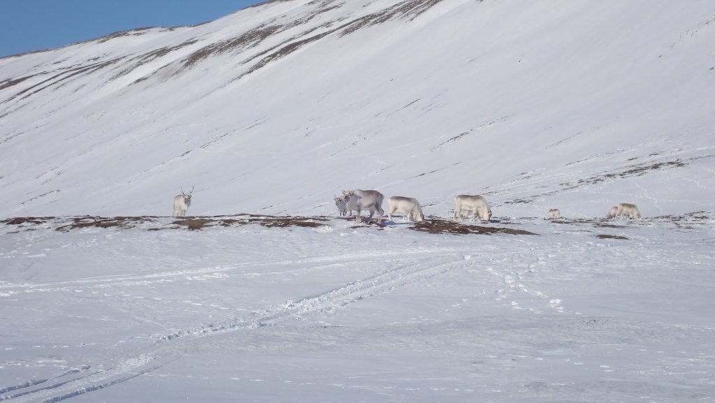 A herd of reindeer, well camouflaged against the snow and bare earth